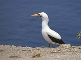 734_Maskergent, Isla de la Plata